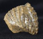Scaphotrigonia navis (LAMARCK 1819) - Bild &copy; FossNet FossilienStore